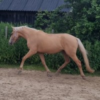 3 aastane eesti hobune Teks