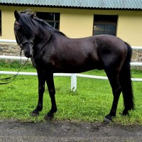 Beautiful Estonian Stallion
