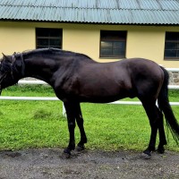 Beautiful Estonian Stallion