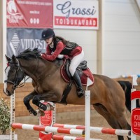 Latvian Warmblood Gelding for Sale