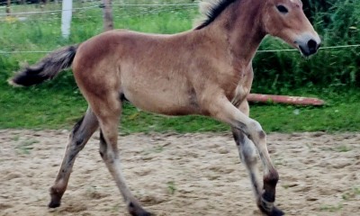 eesti hobuse märavarss