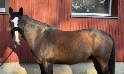 Latvian Warmblood Gelding for Sale