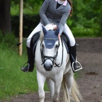 Conemara sport pony
