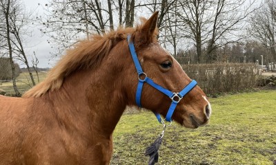 TAARA
