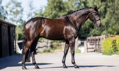 Stunning gelding - 10y - fourth level